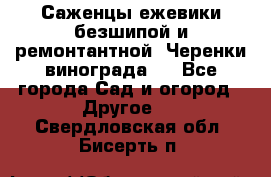 Саженцы ежевики безшипой и ремонтантной. Черенки винограда . - Все города Сад и огород » Другое   . Свердловская обл.,Бисерть п.